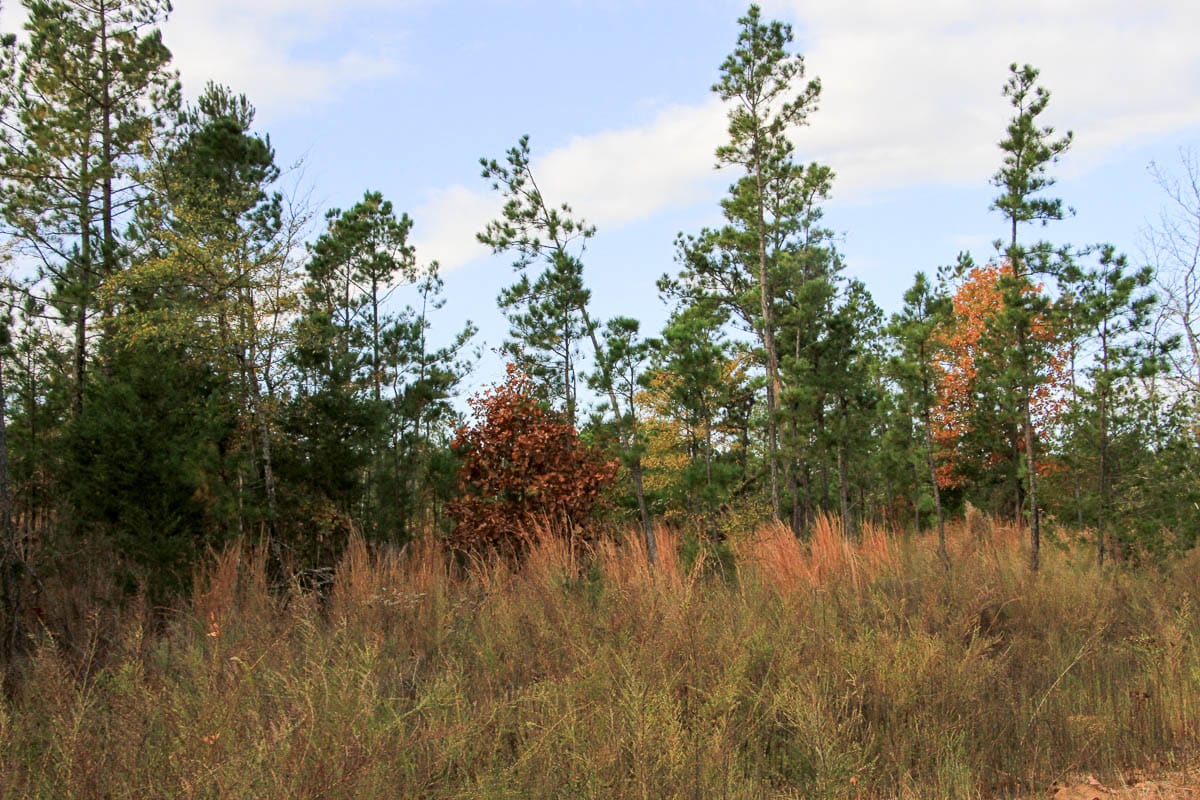 Stone Creek Phase III Tract 59 photo 11