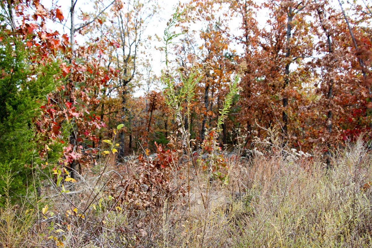 Stone Creek Phase III Tract 59 photo 13