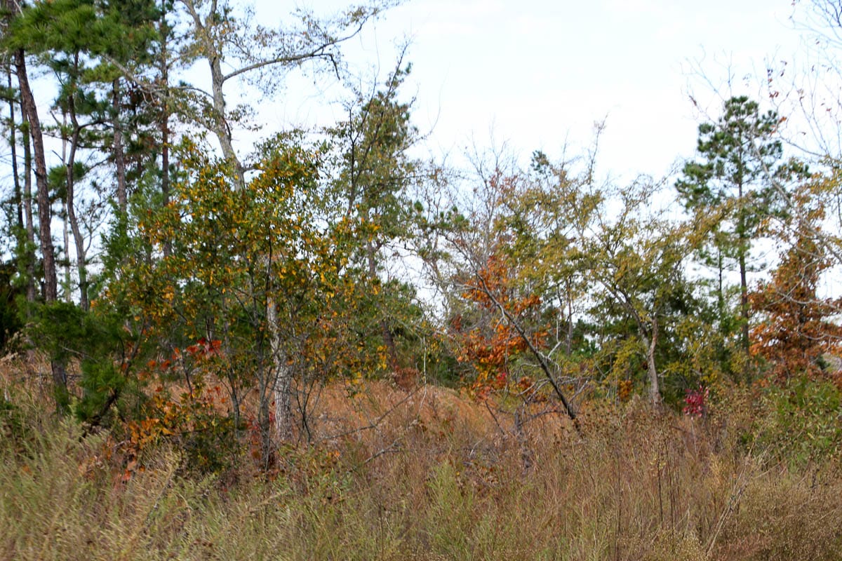 Stone Creek Phase III Tract 59 photo 15