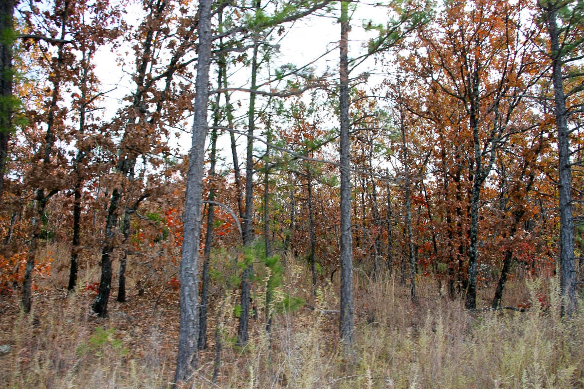 Stone Creek Phase III Tract 59 photo 16