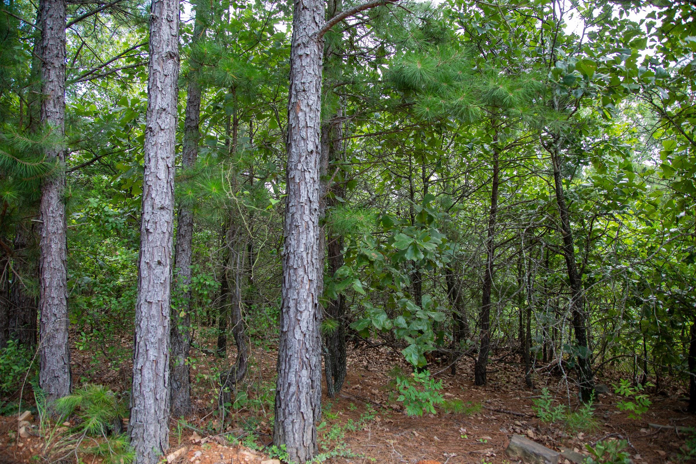 Tyler Stone Ranch Tract 19 photo 3