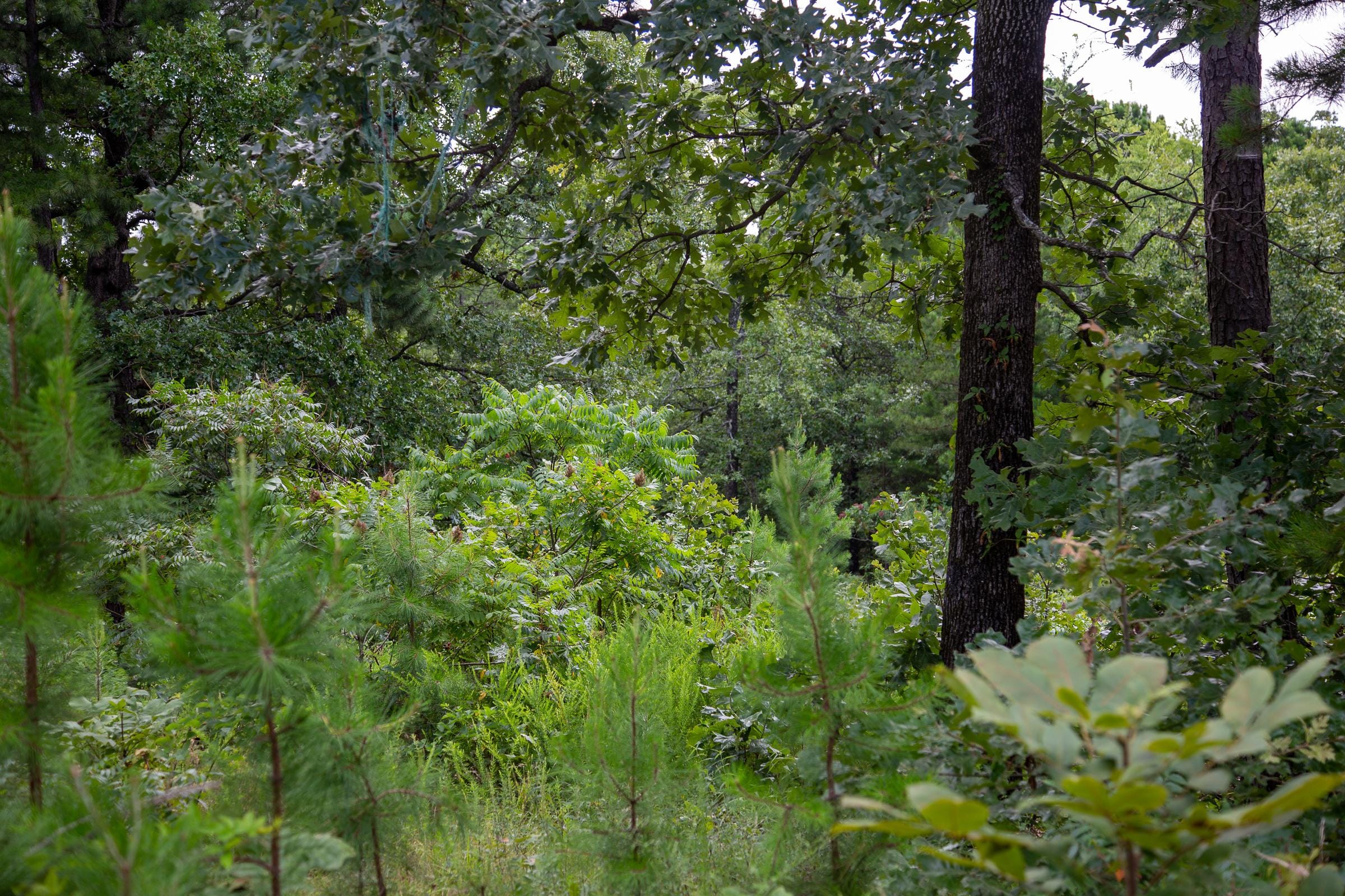 Tyler Stone Ranch Tract 19 photo 4
