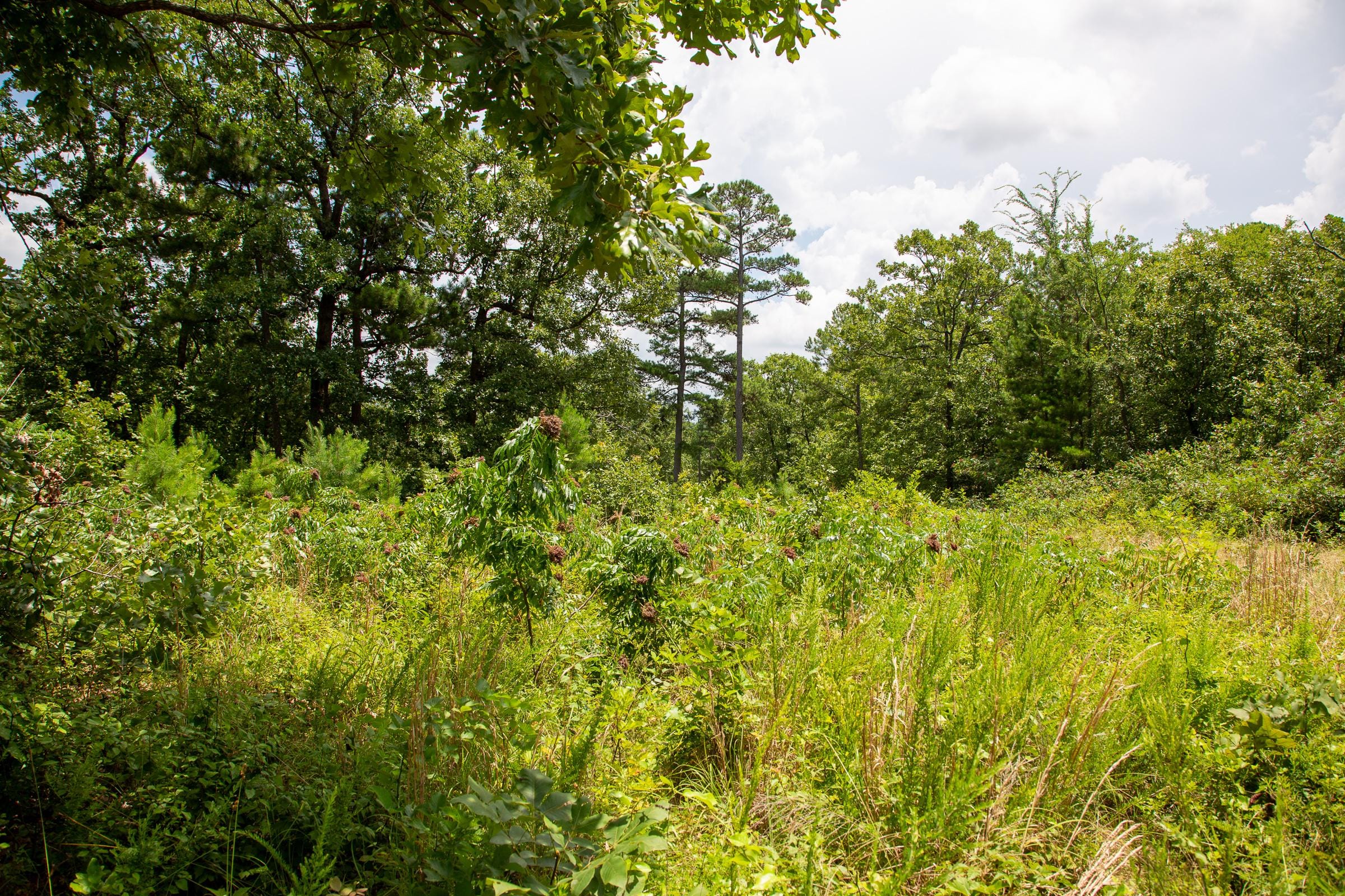 Tyler Stone Ranch Tract 19 photo 7