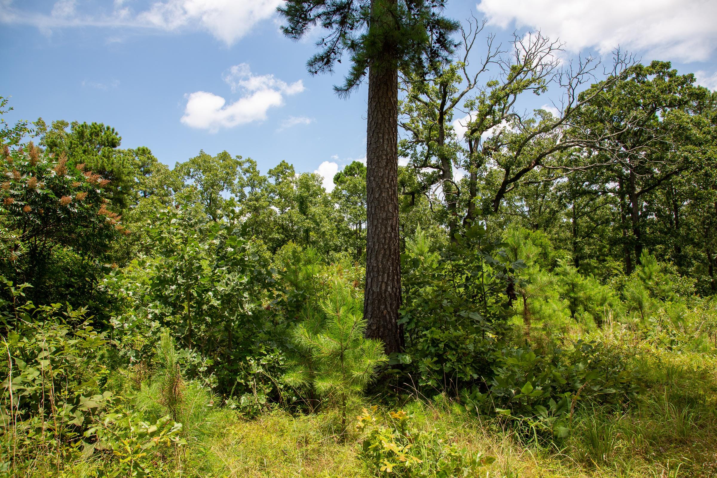 Tyler Stone Ranch Tract 19 photo 9