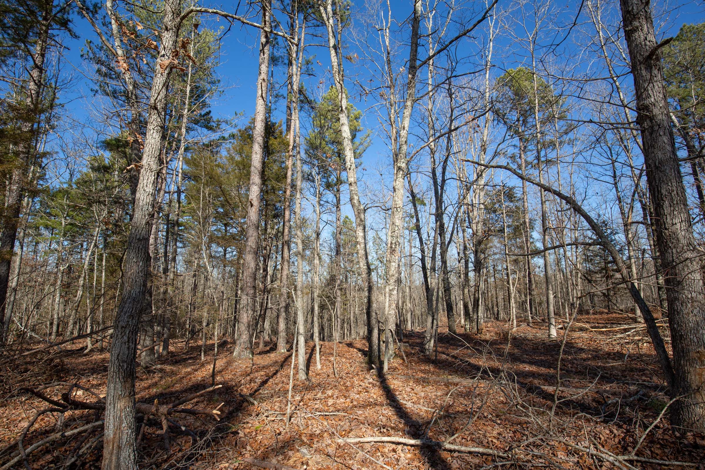 O’Connor Crossing Tract 12 photo 6