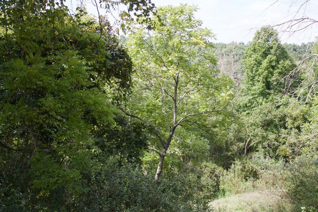 Heritage Hollow Tract 22 photo 4