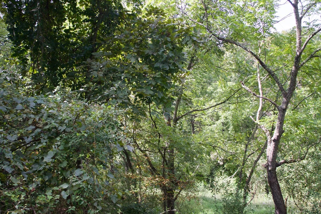 Heritage Hollow Tract 22 photo 5