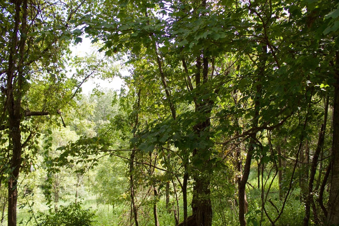 Heritage Hollow Tract 22 photo 9