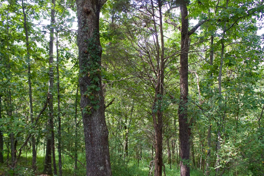Heritage Hollow Tract 22 photo 10