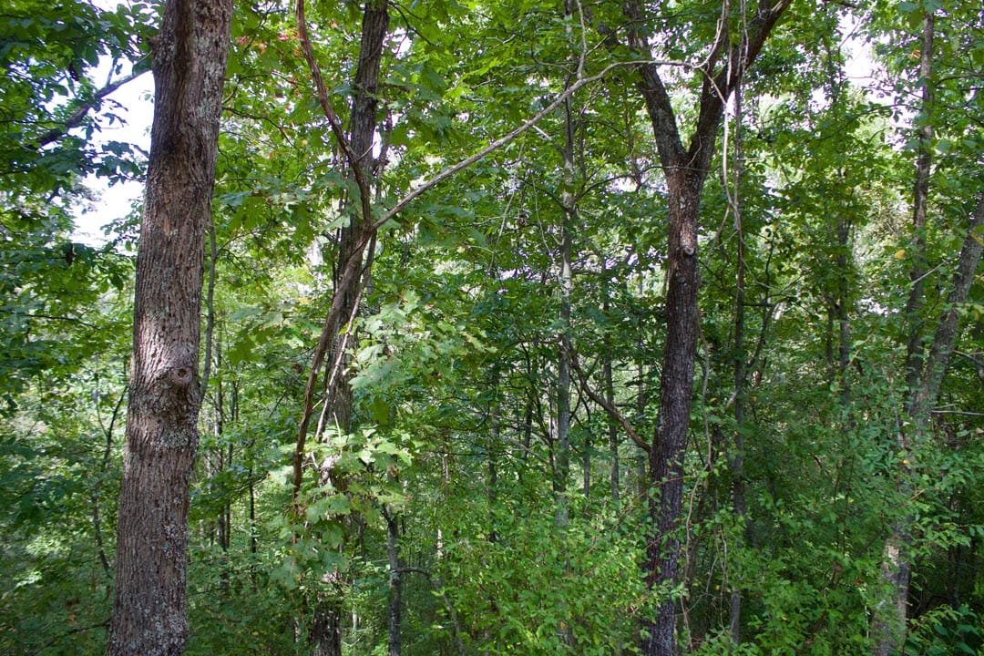 Heritage Hollow Tract 22 photo 11