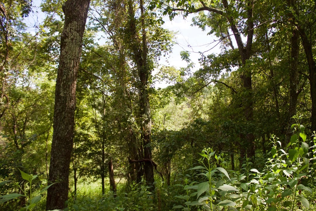 Heritage Hollow Tract 22 photo 12