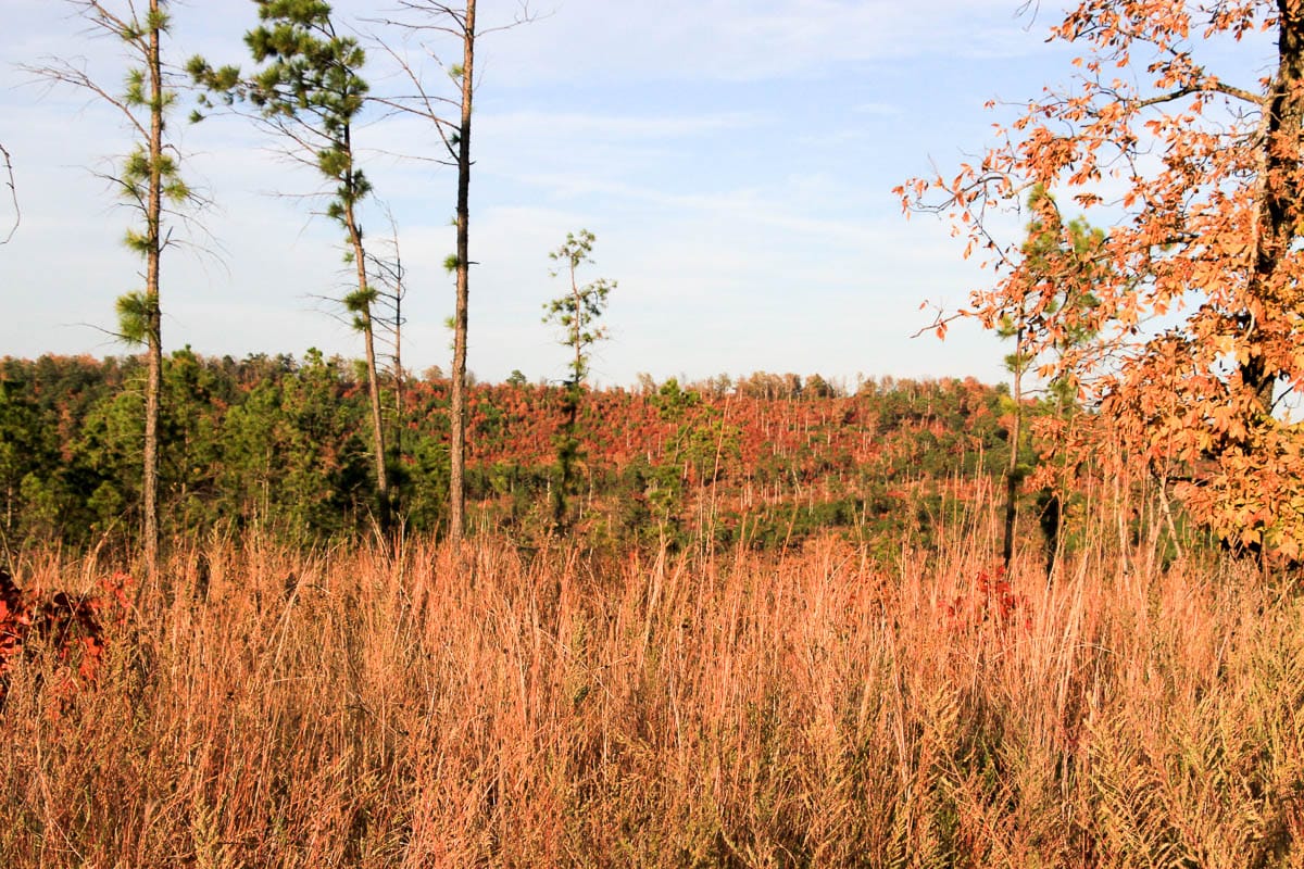 Stone Creek Phase III Tract 40 photo 1