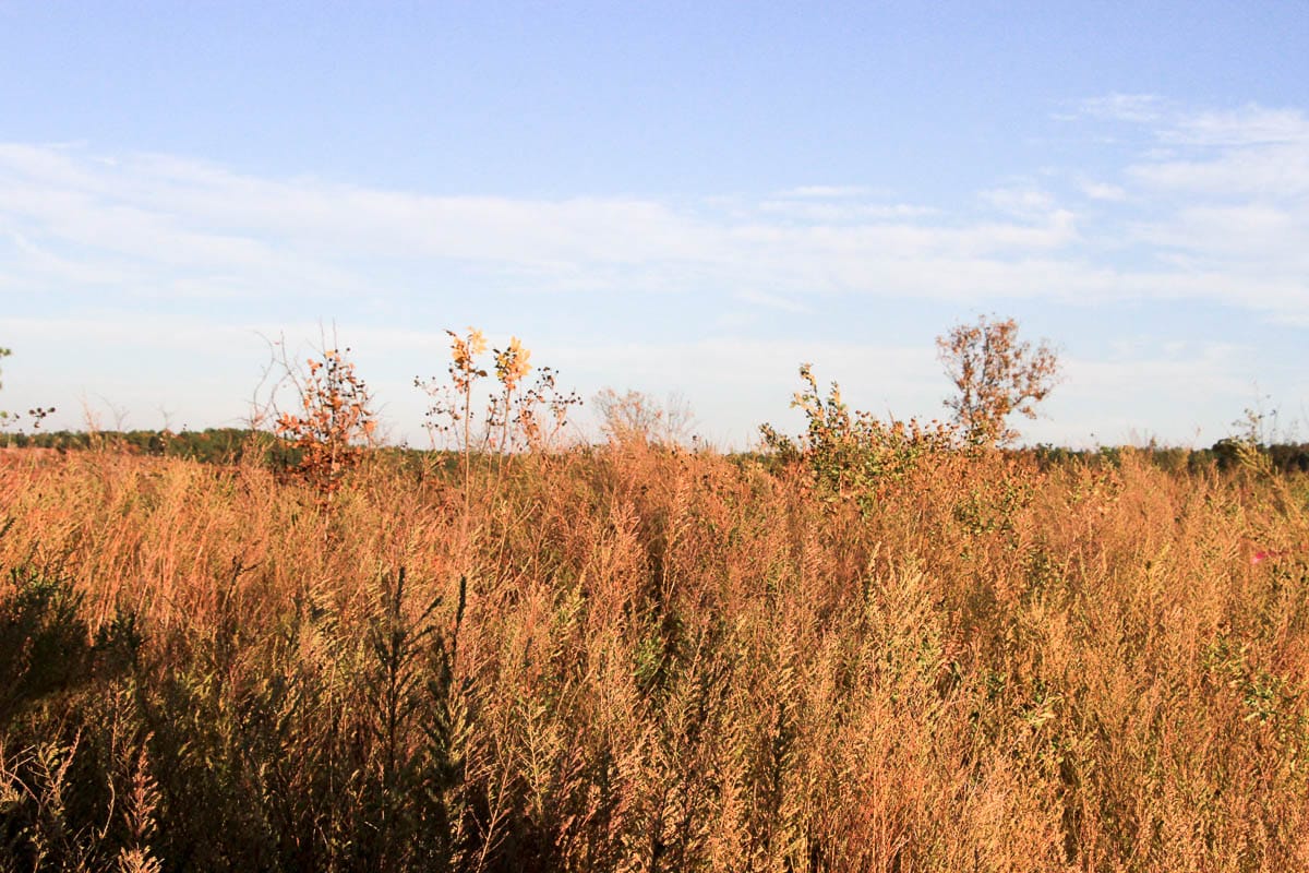 Stone Creek Phase III Tract 40 photo 4