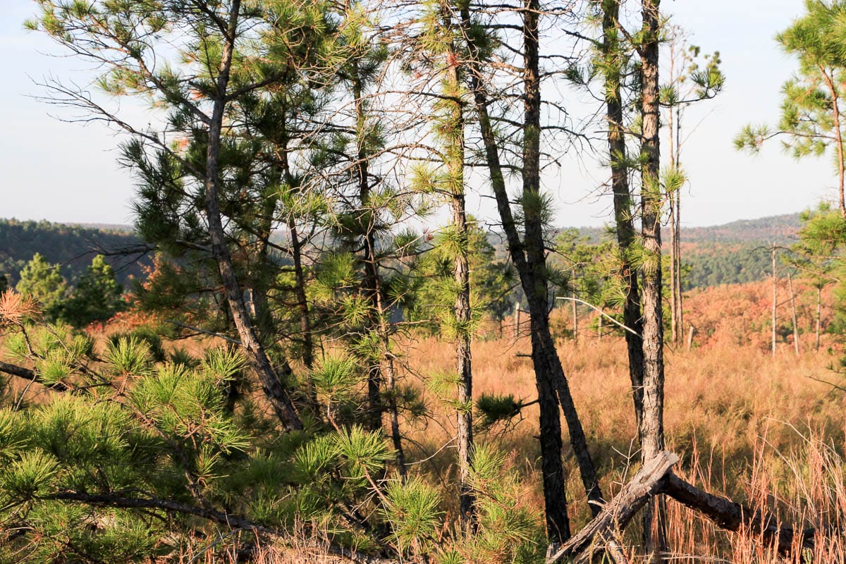 Stone Creek Phase III Tract 40 photo 5