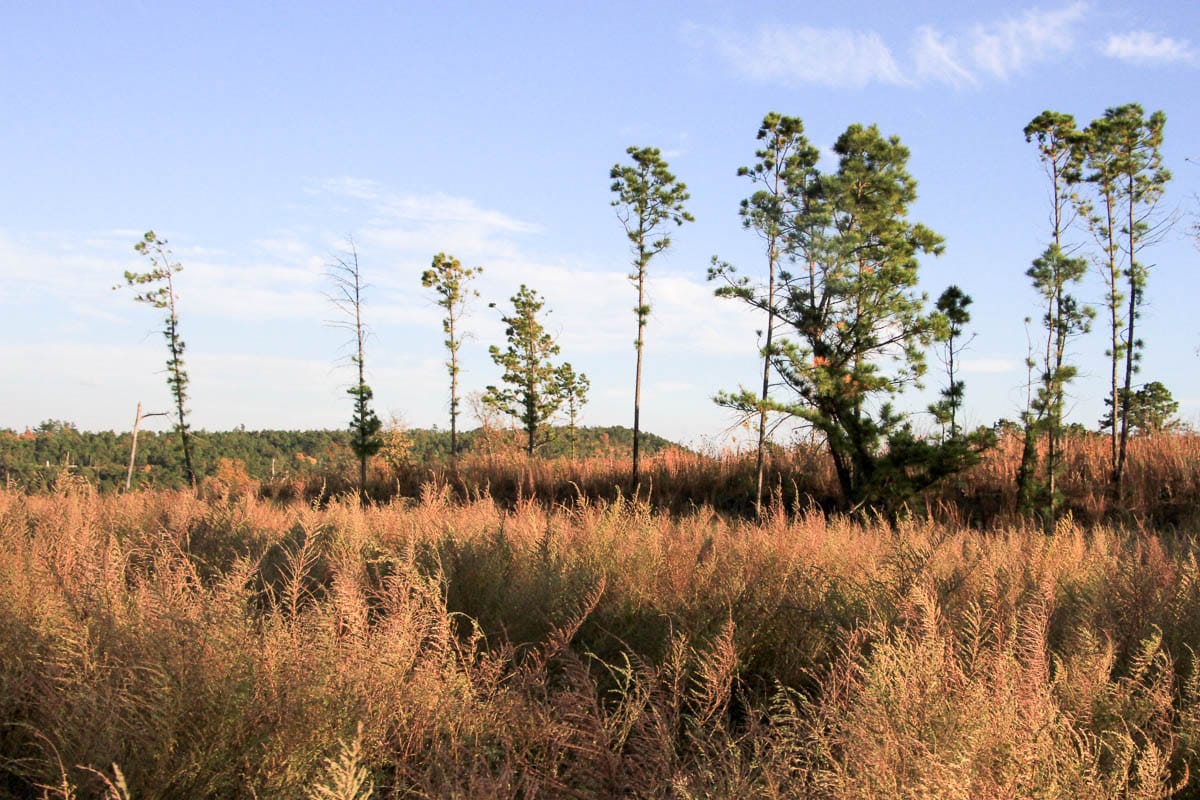 Stone Creek Phase III Tract 40 photo 6