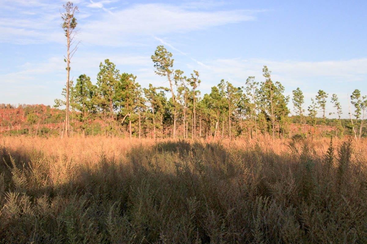 Stone Creek Phase III Tract 40 photo 7