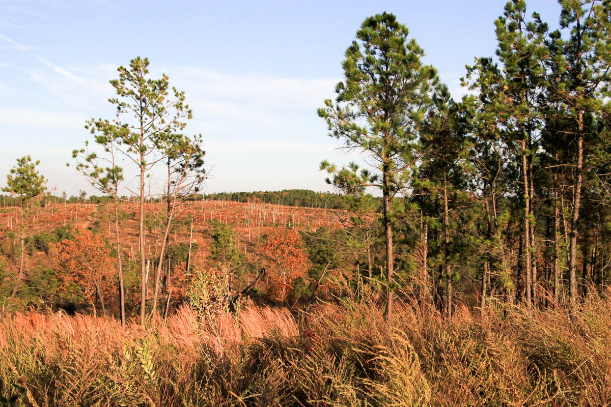 Stone Creek Phase III Tract 40 photo 9