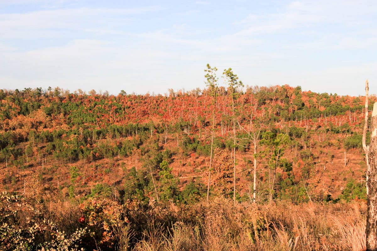 Stone Creek Phase III Tract 40 photo 10