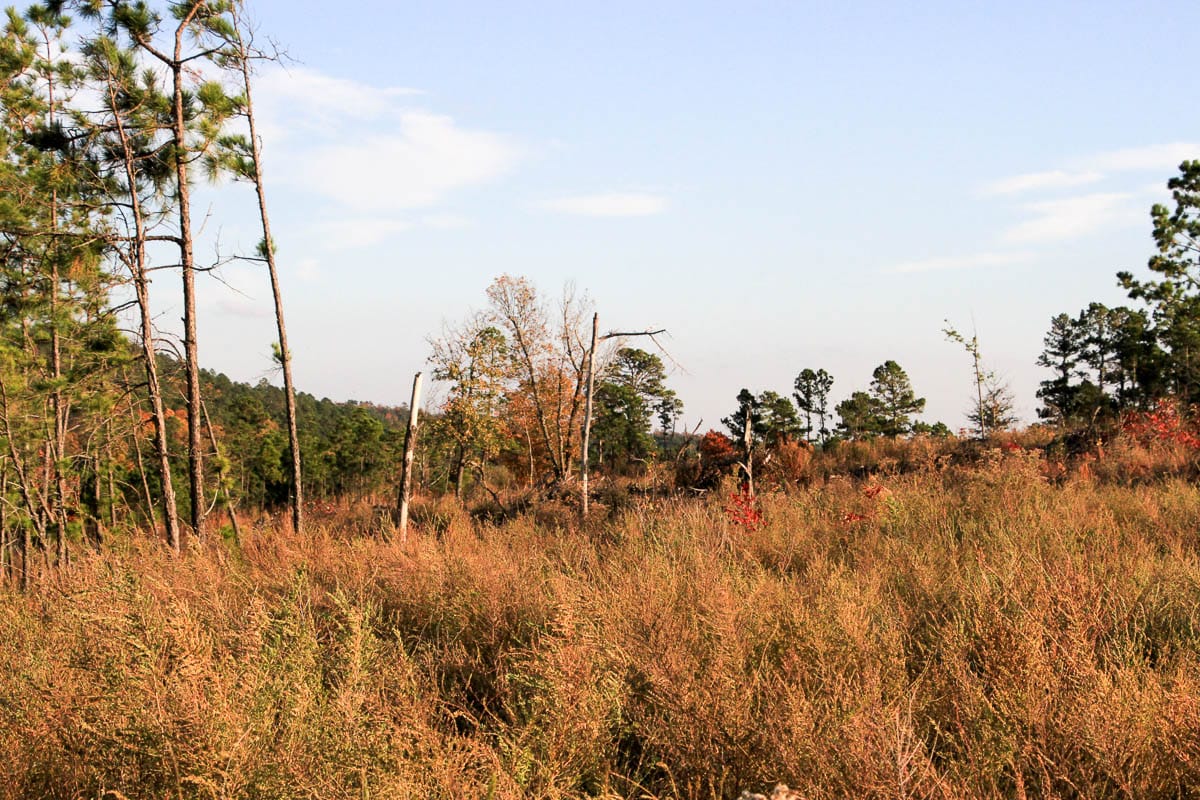 Stone Creek Phase III Tract 40 photo 11