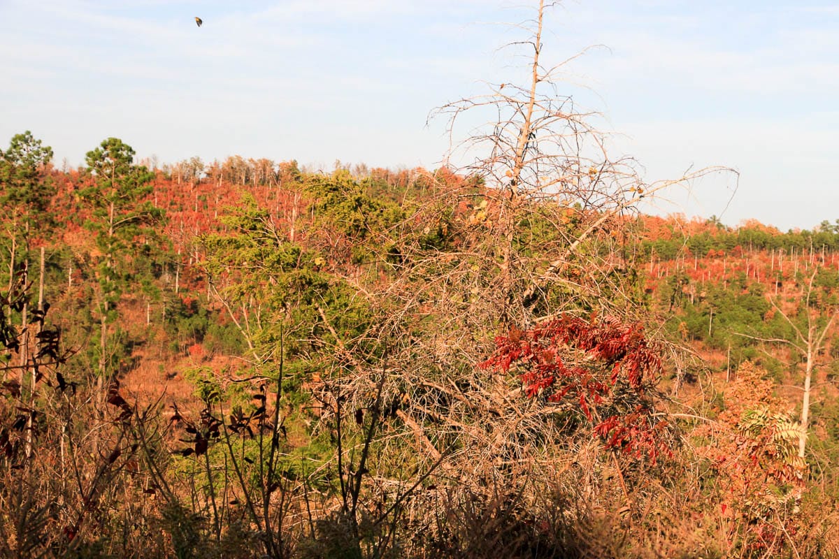 Stone Creek Phase III Tract 40 photo 15