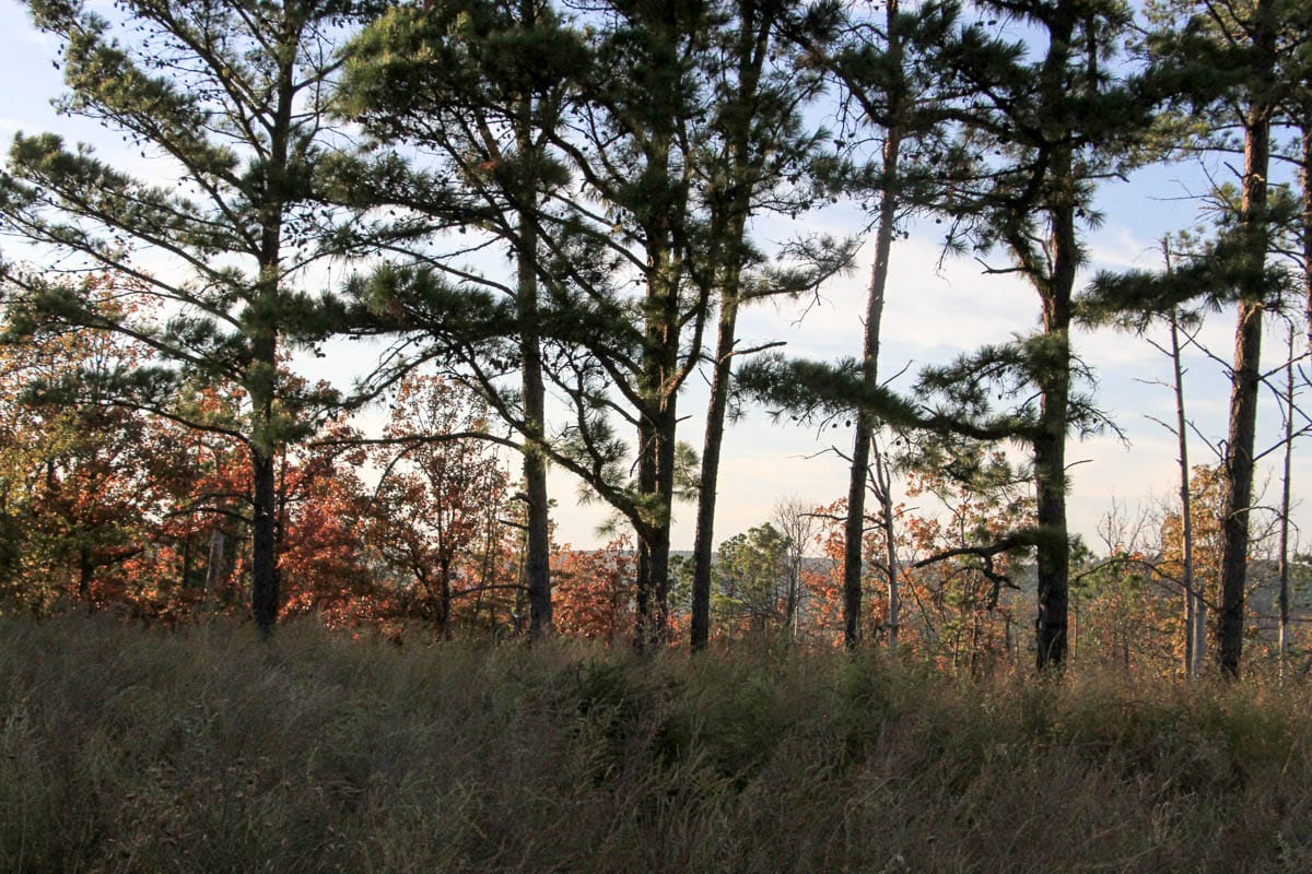 Stone Creek Phase III Tract 40 photo 16