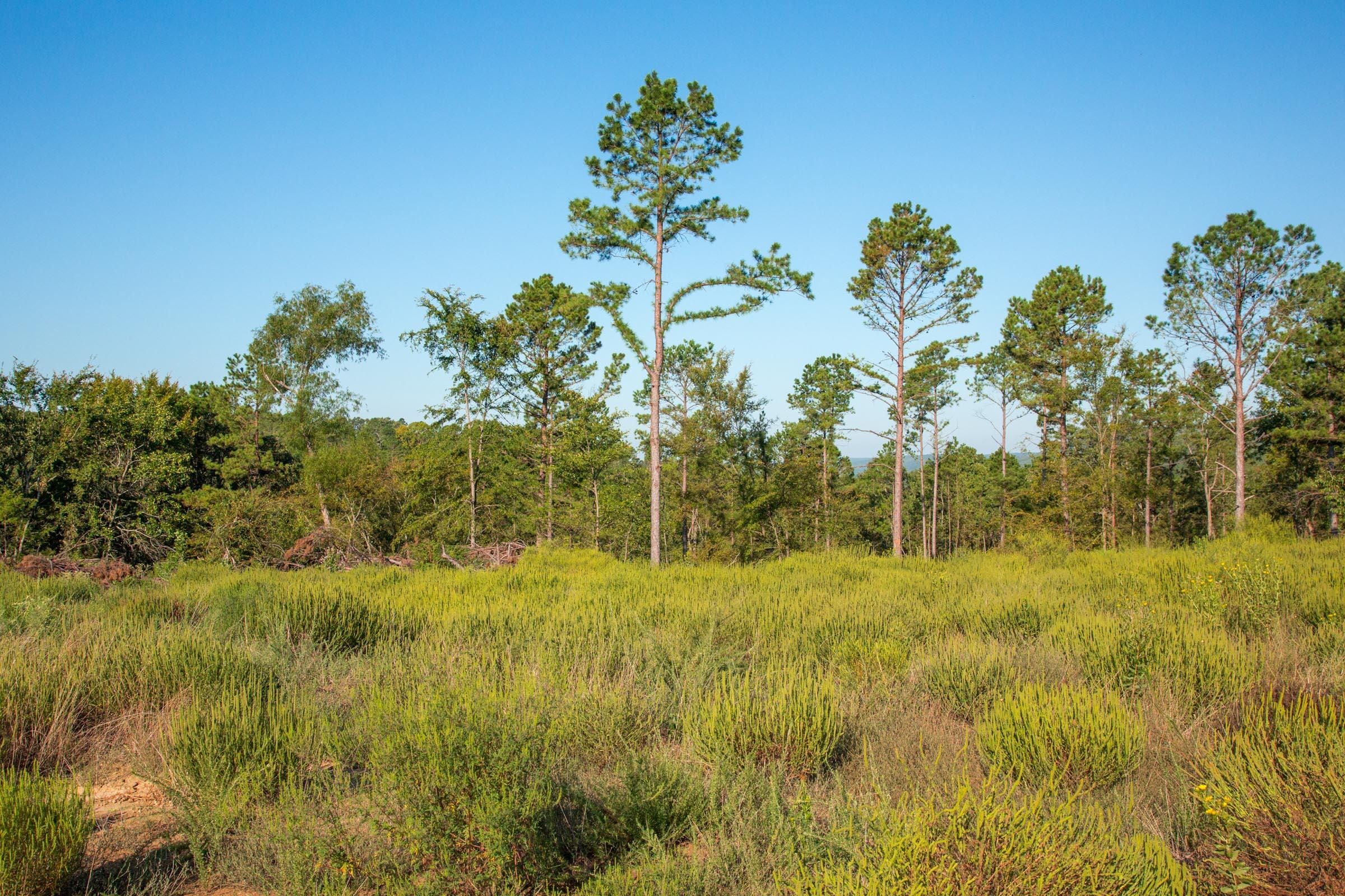 Stone Creek Phase II Tract 275 photo 3