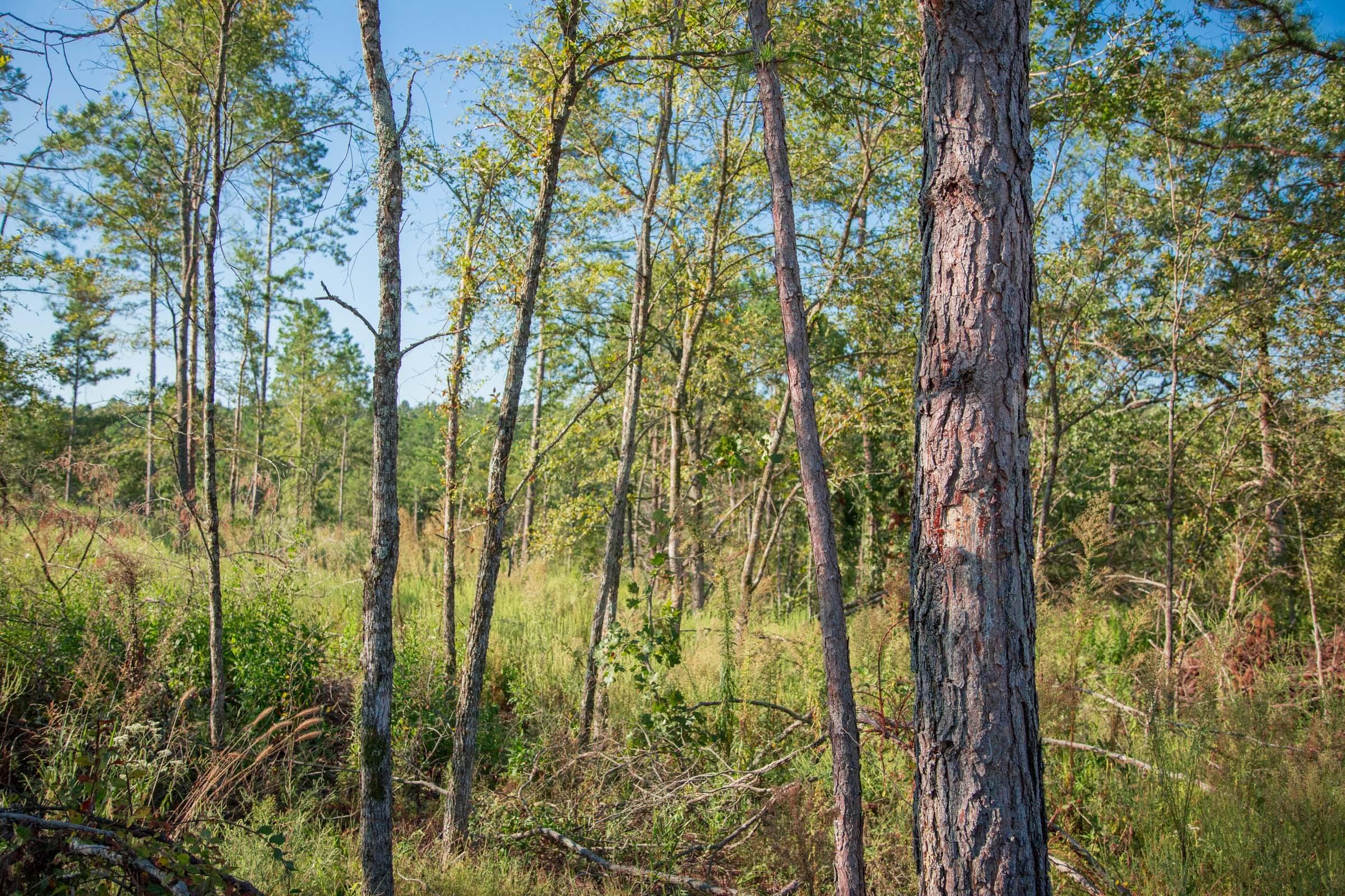 Stone Creek Phase II Tract 275 photo 7