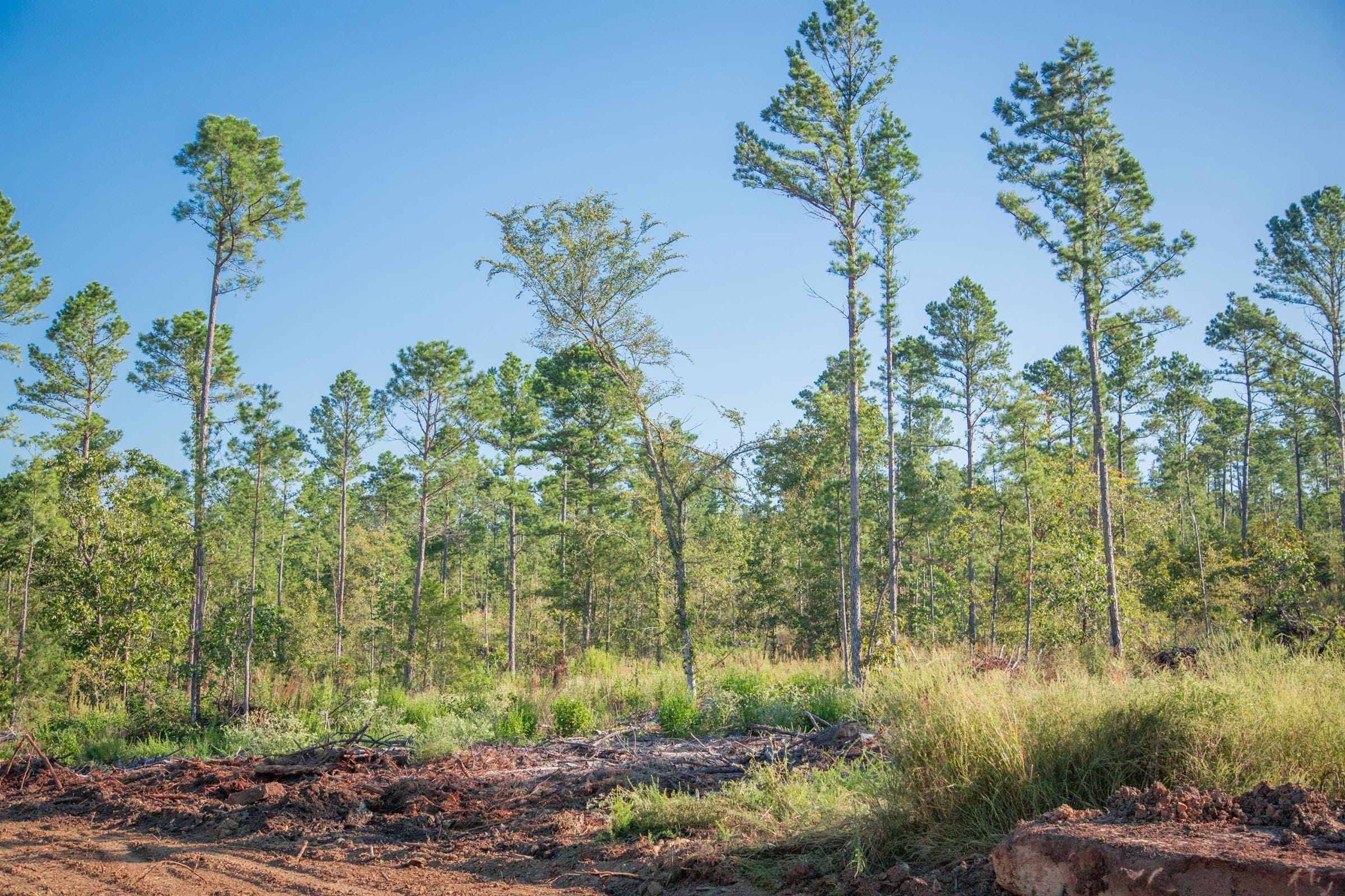 Stone Creek Phase II Tract 275 photo 9