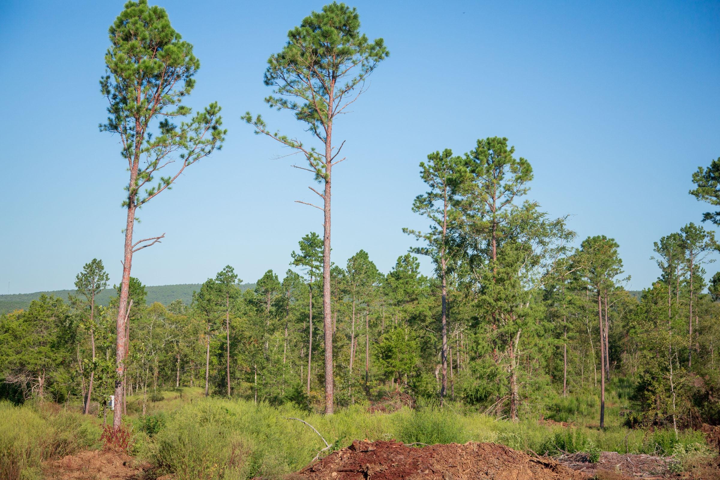 Stone Creek Phase II Tract 275 photo 11