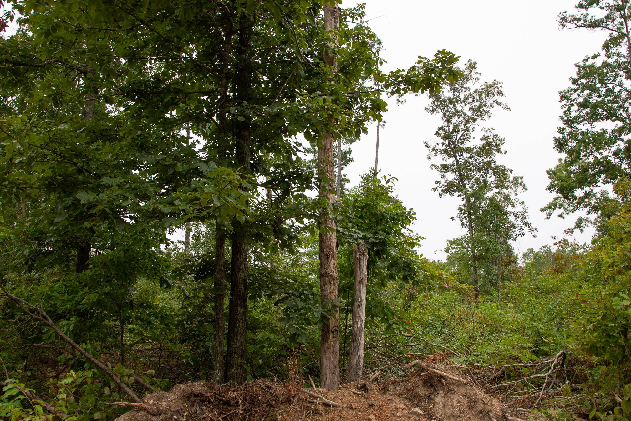 Borgmann’s Hollow Phase II Tract 42 photo 2