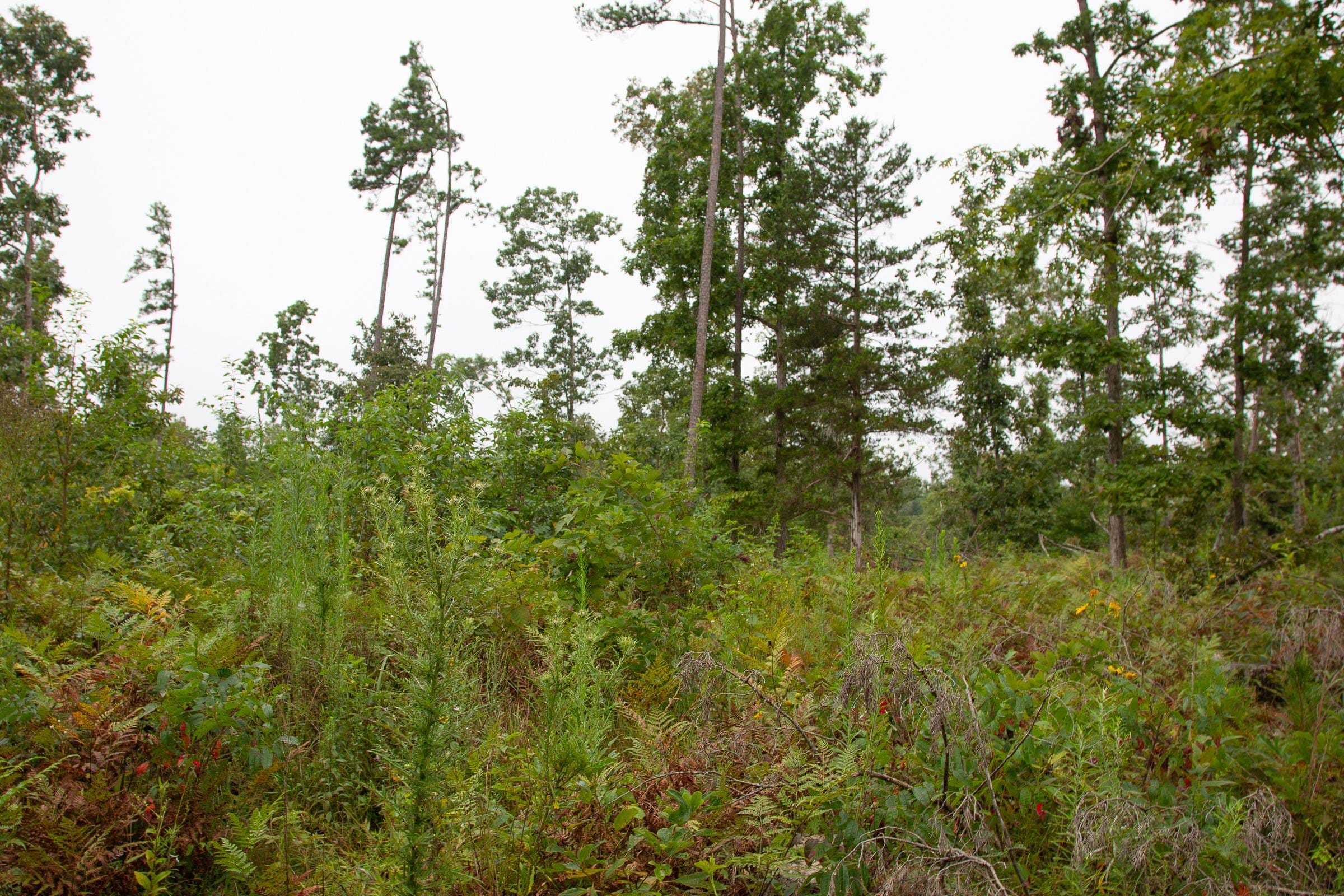 Borgmann’s Hollow Phase II Tract 42 photo 4
