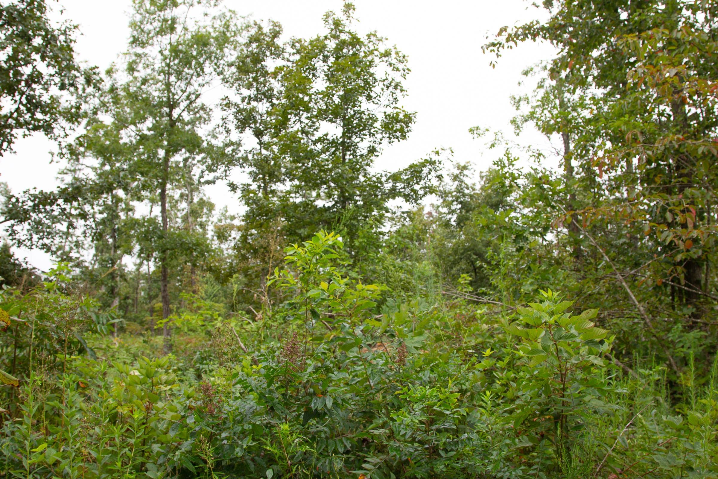 Borgmann’s Hollow Phase II Tract 42 photo 5