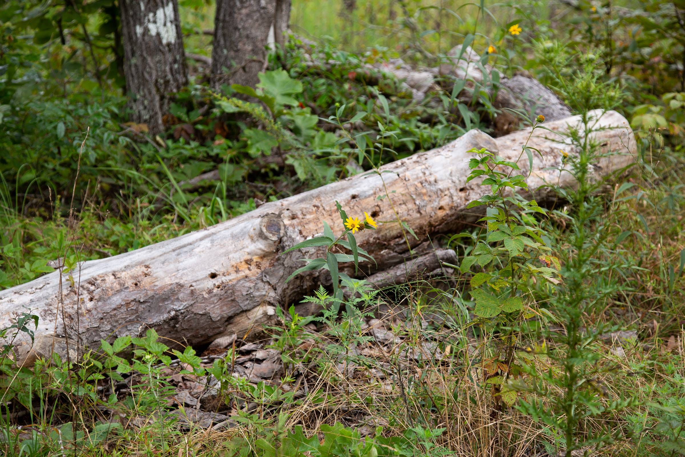 Borgmann’s Hollow Phase II Tract 42 photo 6