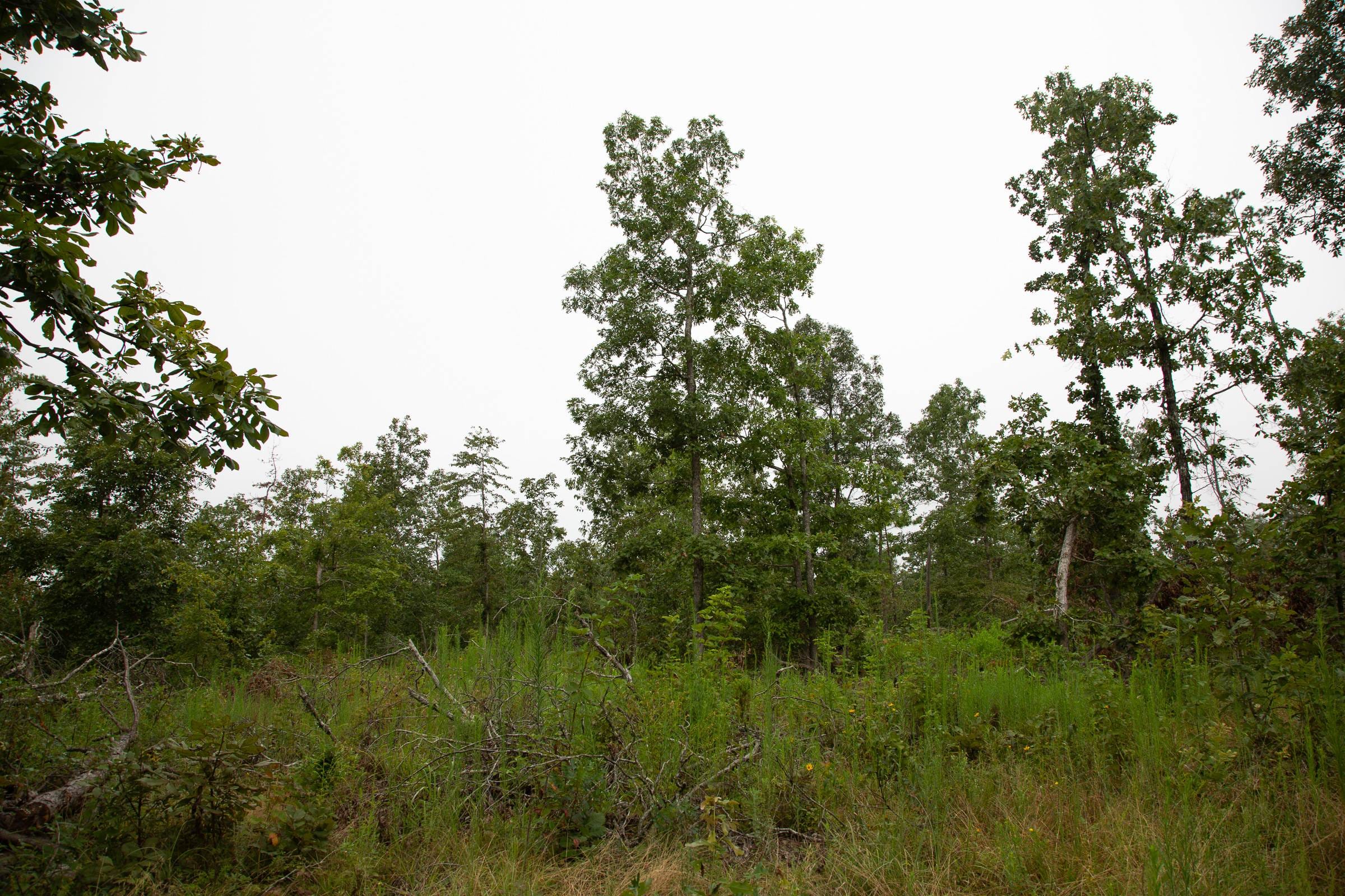 Borgmann’s Hollow Phase II Tract 42 photo 7