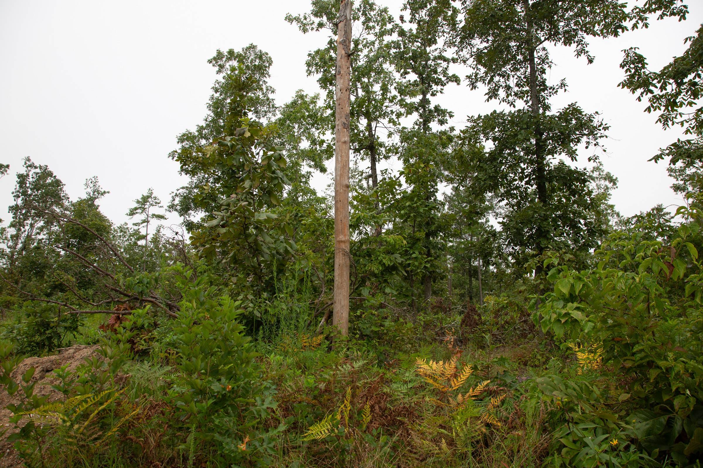 Borgmann’s Hollow Phase II Tract 42 photo 9