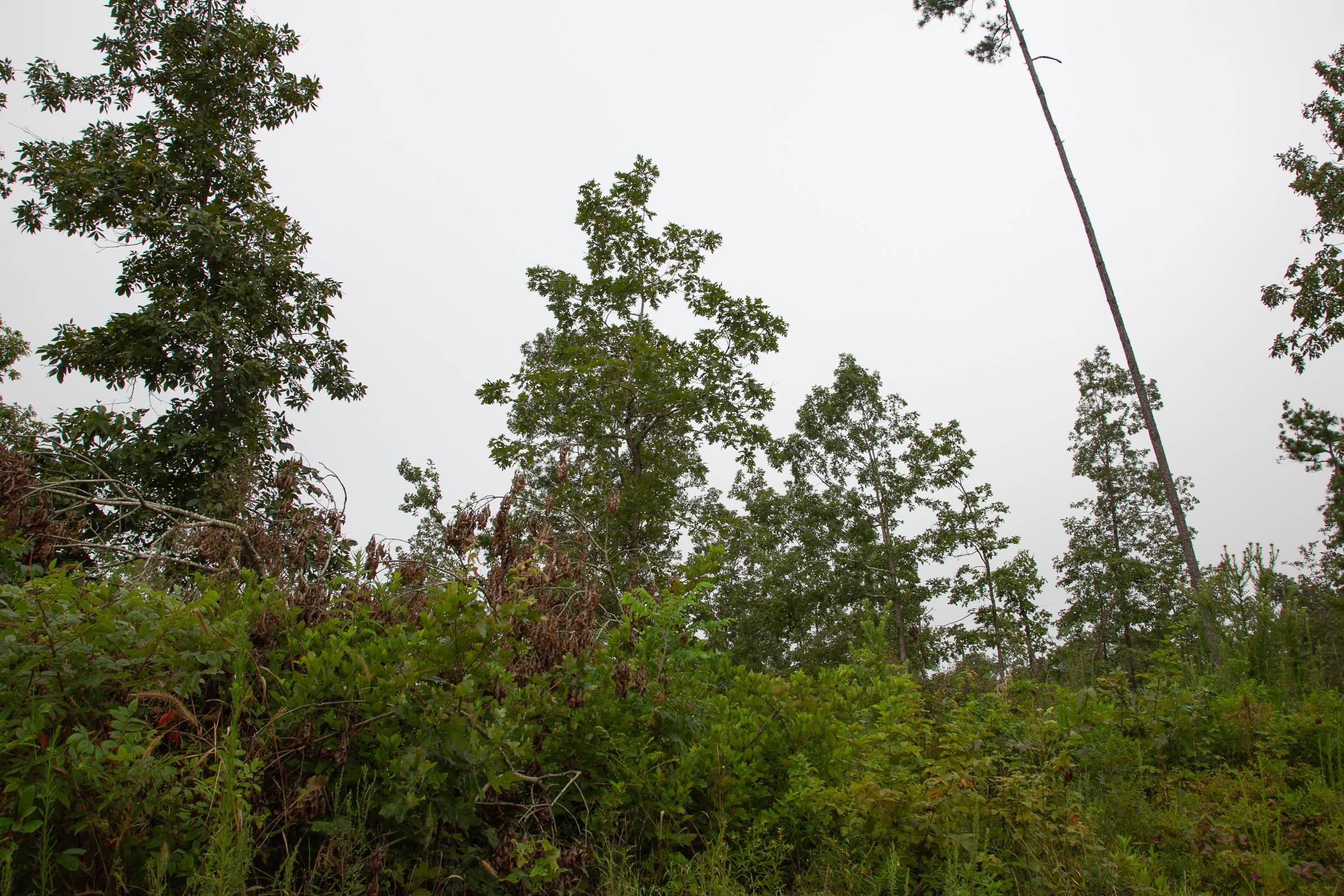 Borgmann’s Hollow Phase II Tract 42 photo 10
