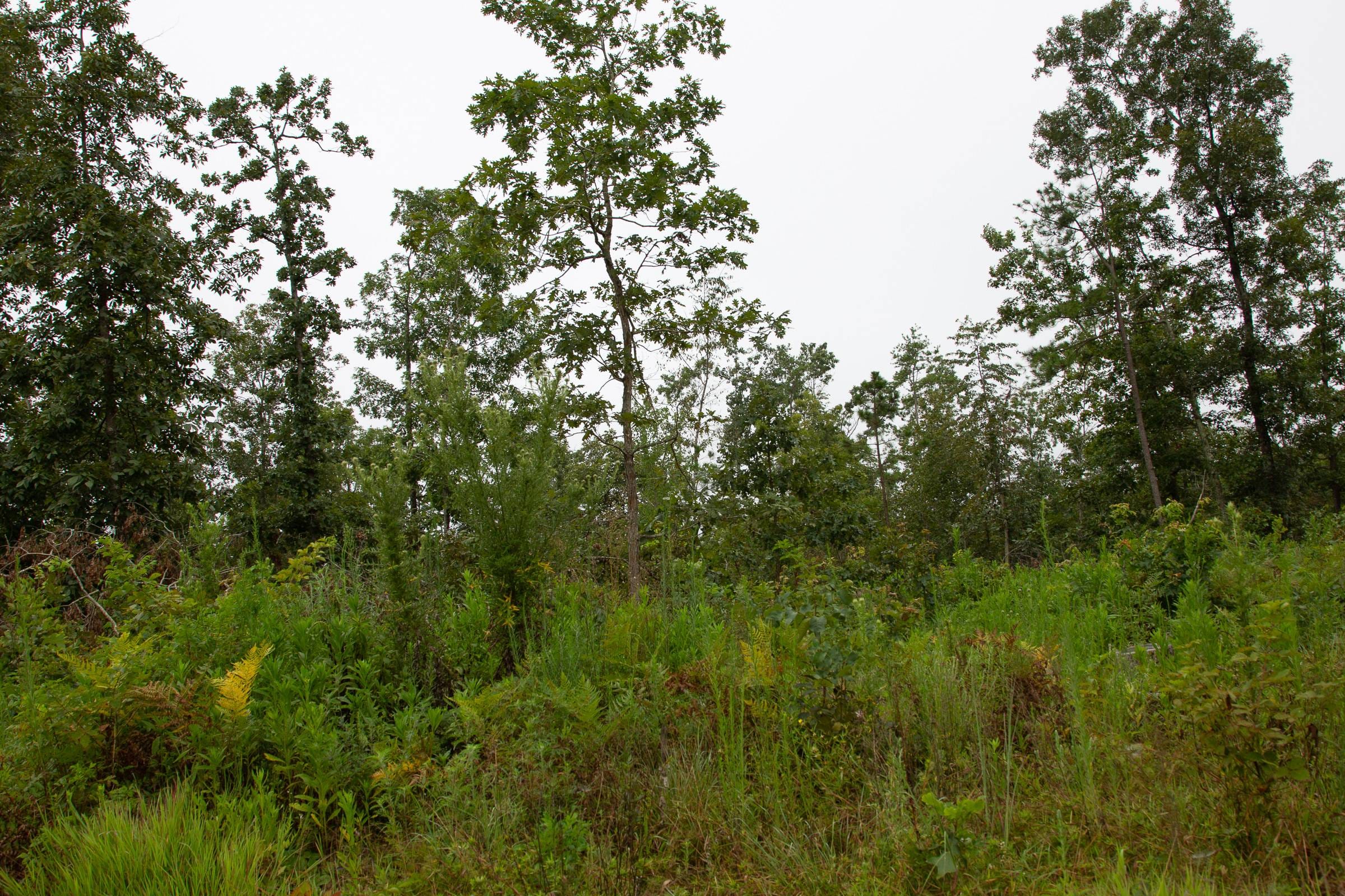 Borgmann’s Hollow Phase II Tract 42 photo 11