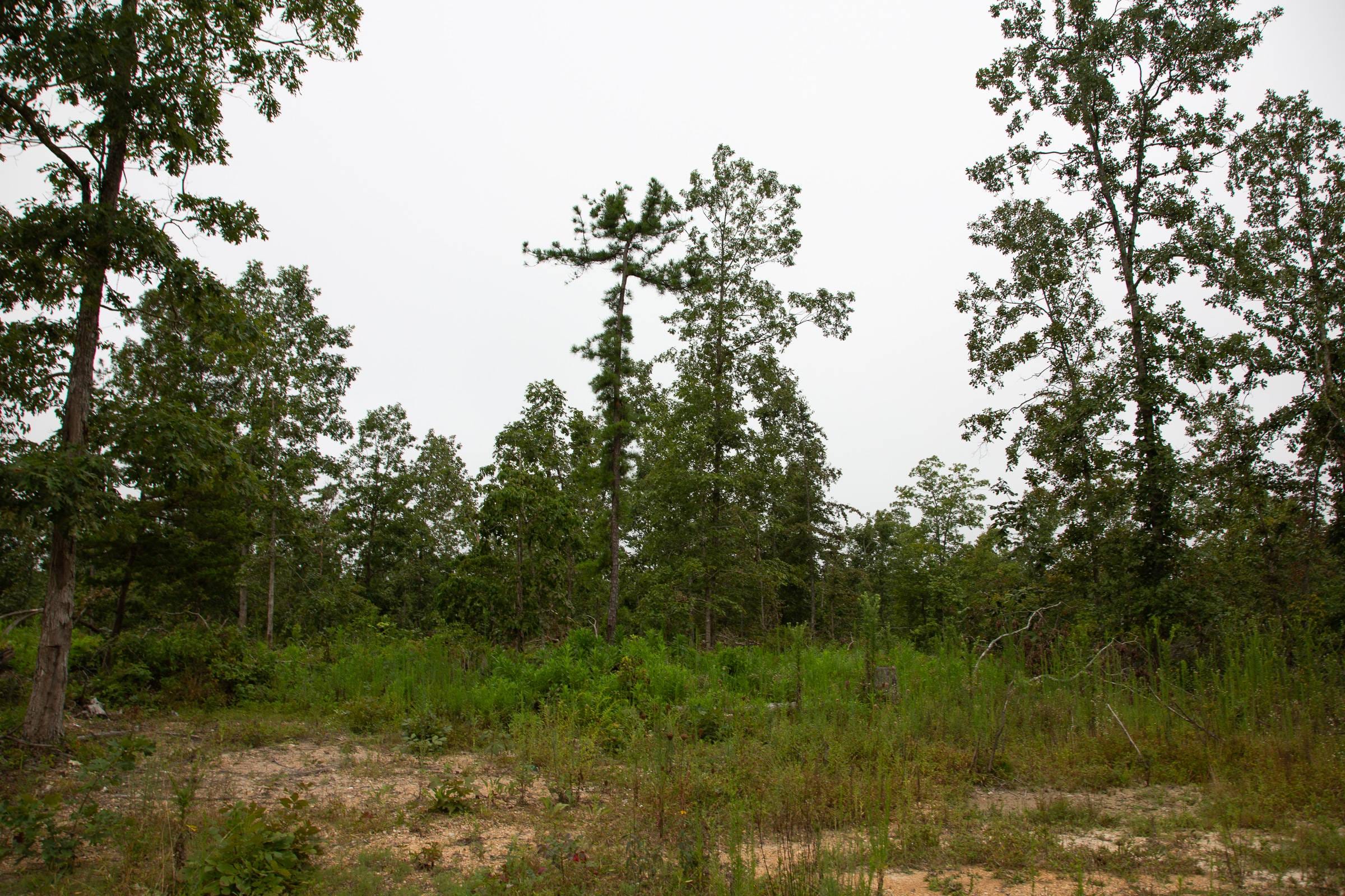 Borgmann’s Hollow Phase II Tract 42 photo 12