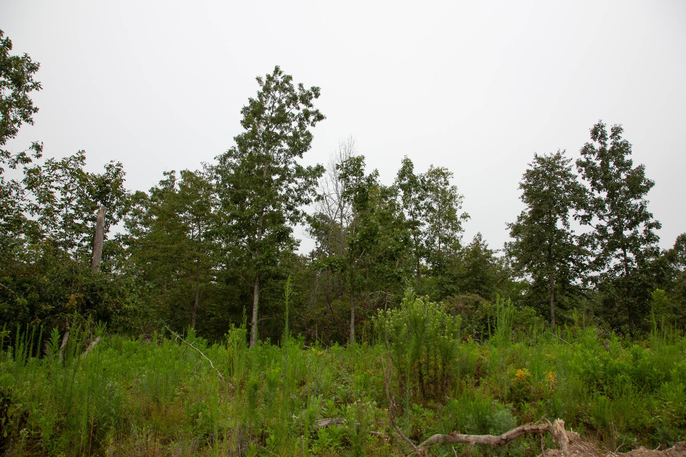 Borgmann’s Hollow Phase II Tract 42 photo 13