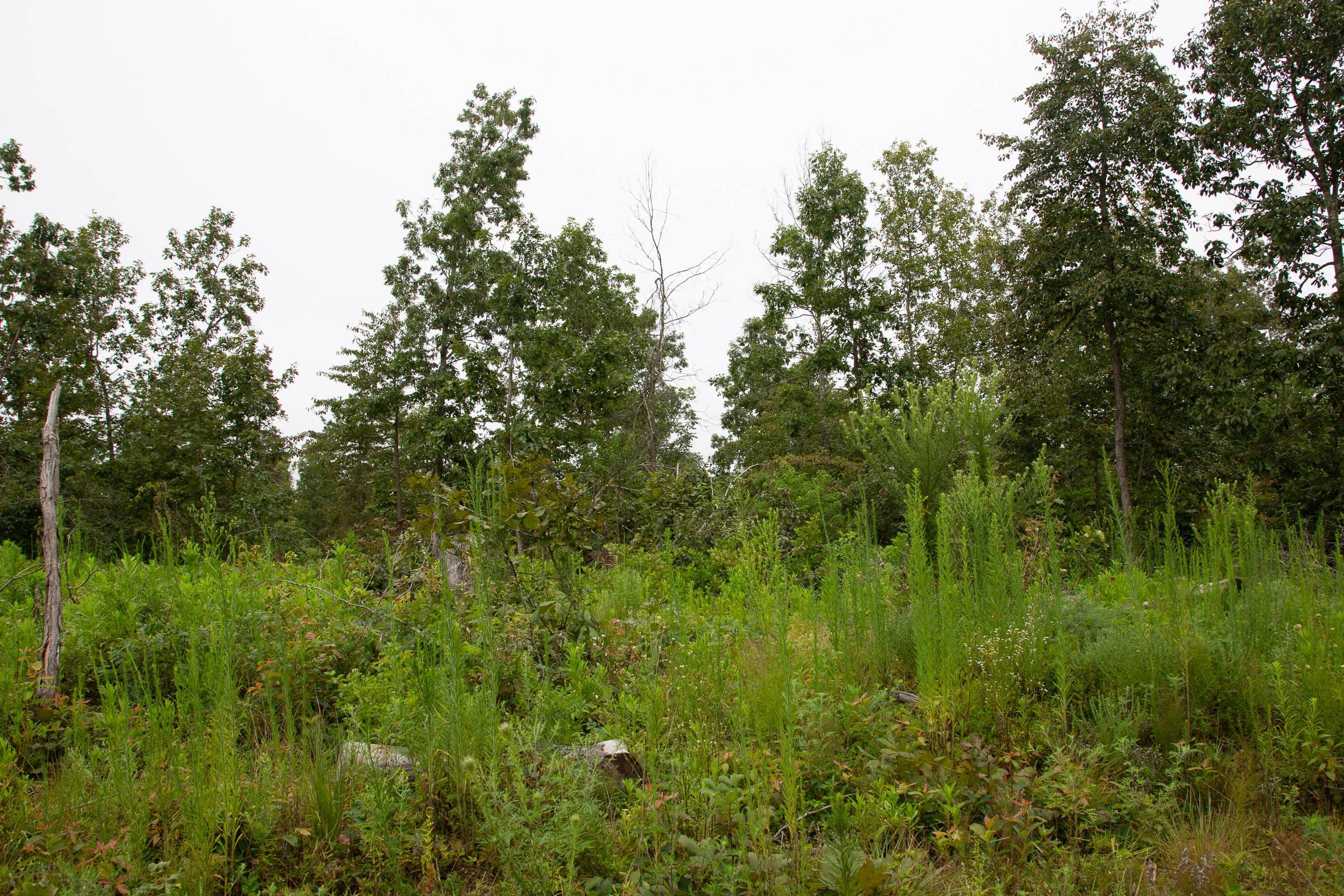 Borgmann’s Hollow Phase II Tract 42 photo 14