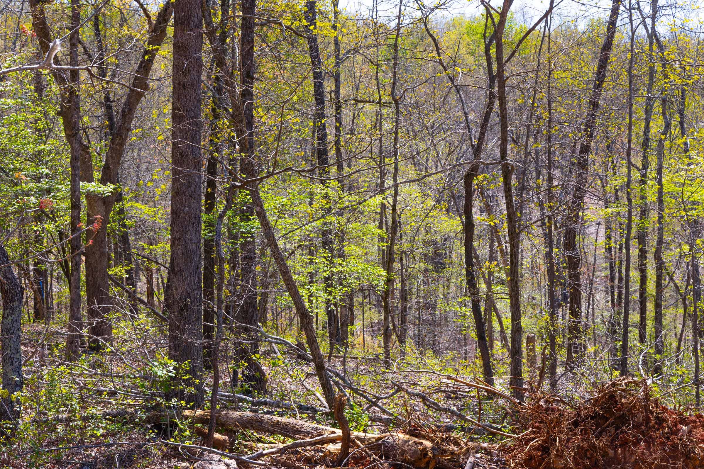 Lazybrook Tract 4 photo 7