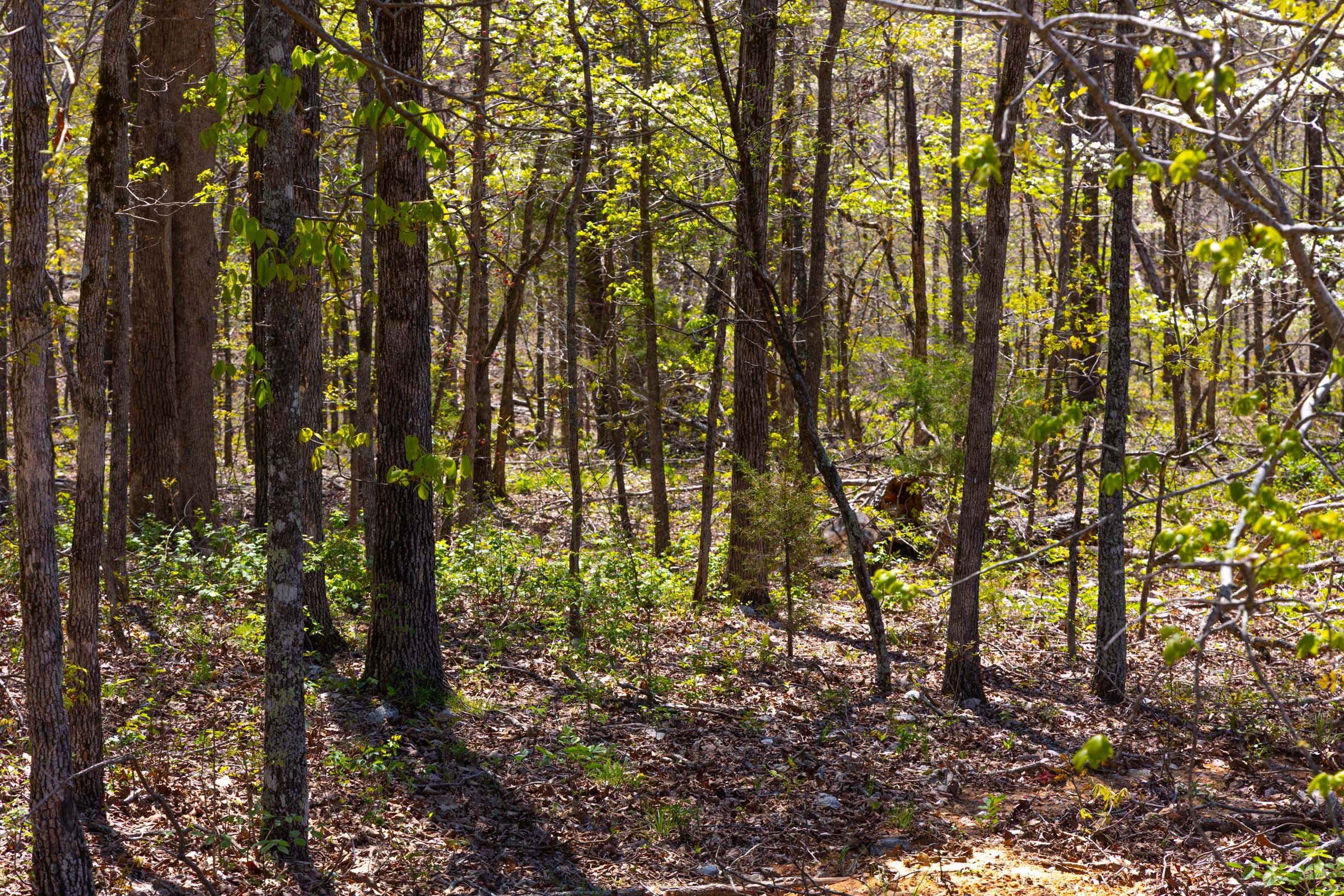 Lazybrook Tract 4 photo 4