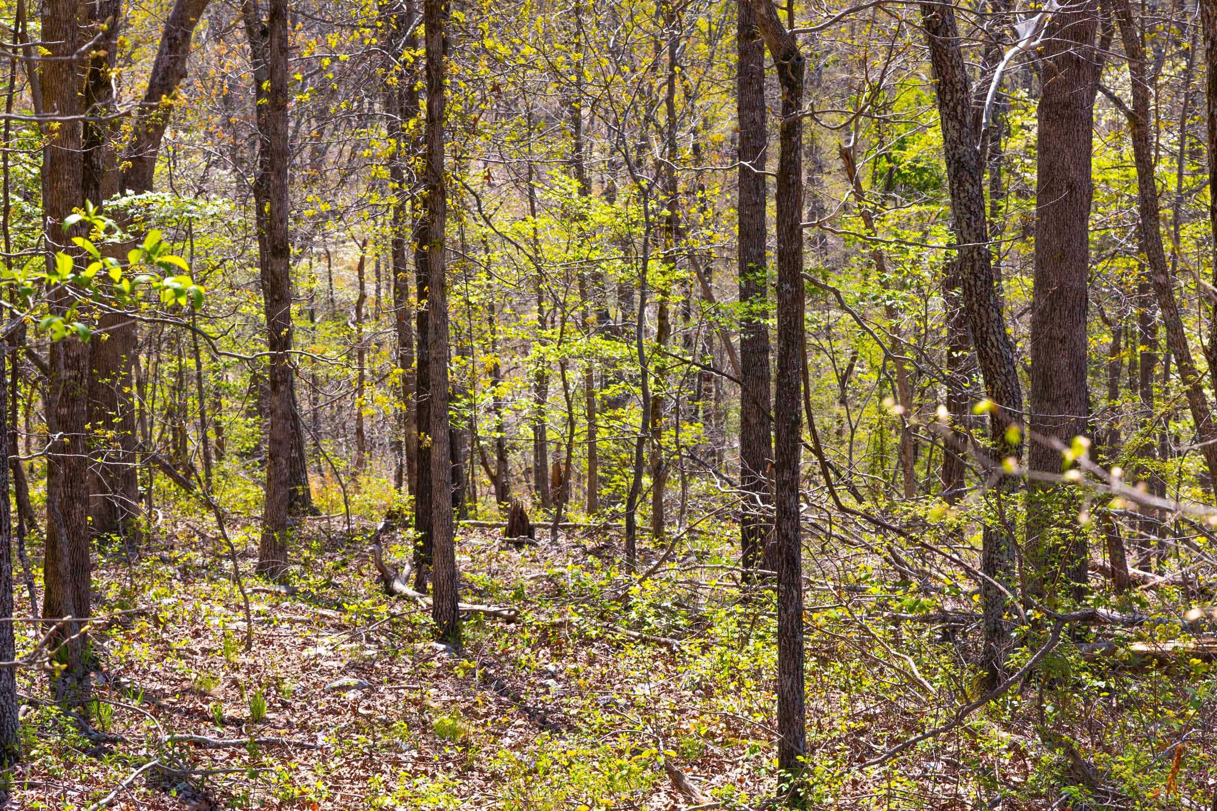 Lazybrook Tract 4 photo 6