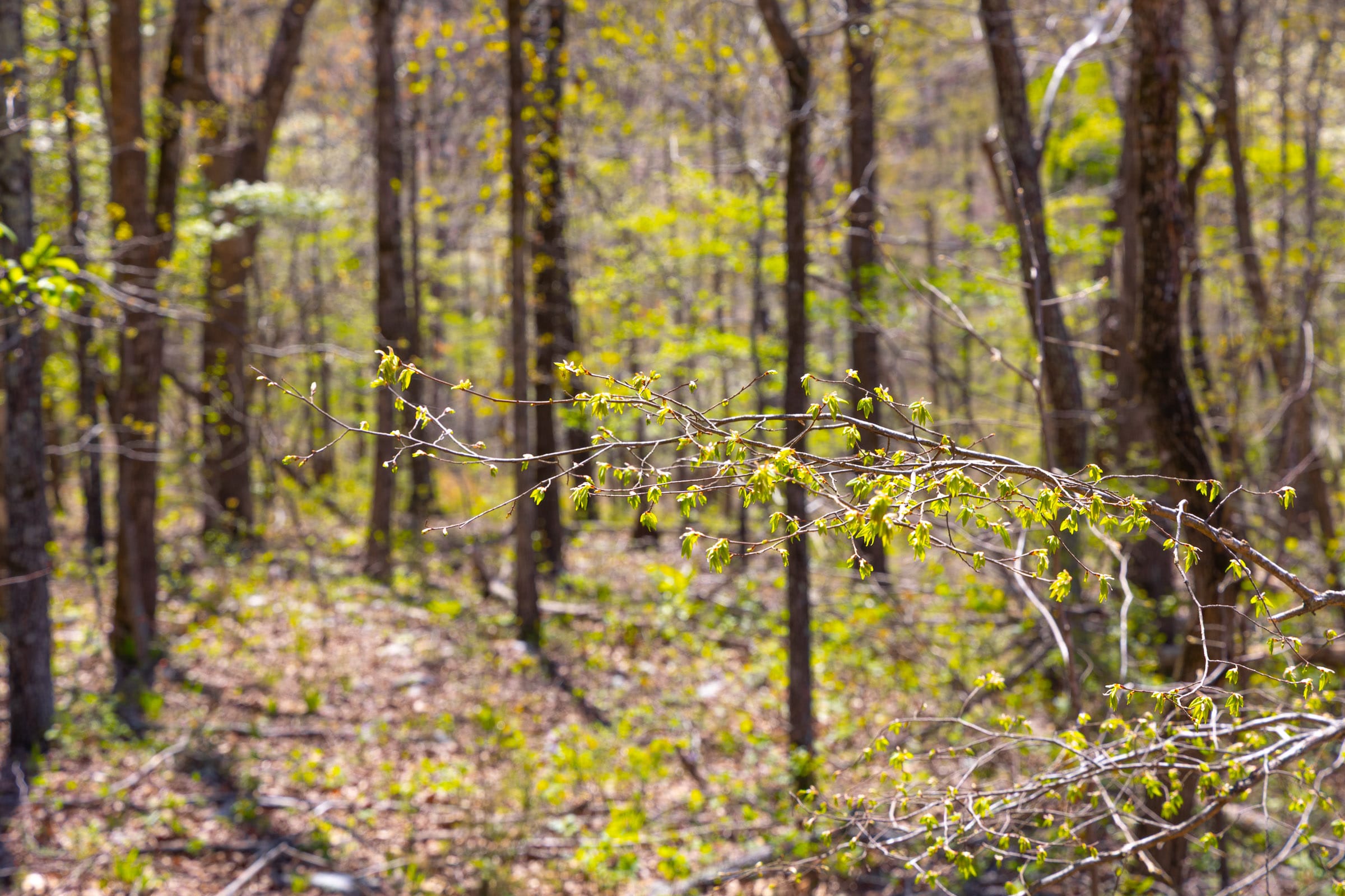 Lazybrook Tract 4 photo 9