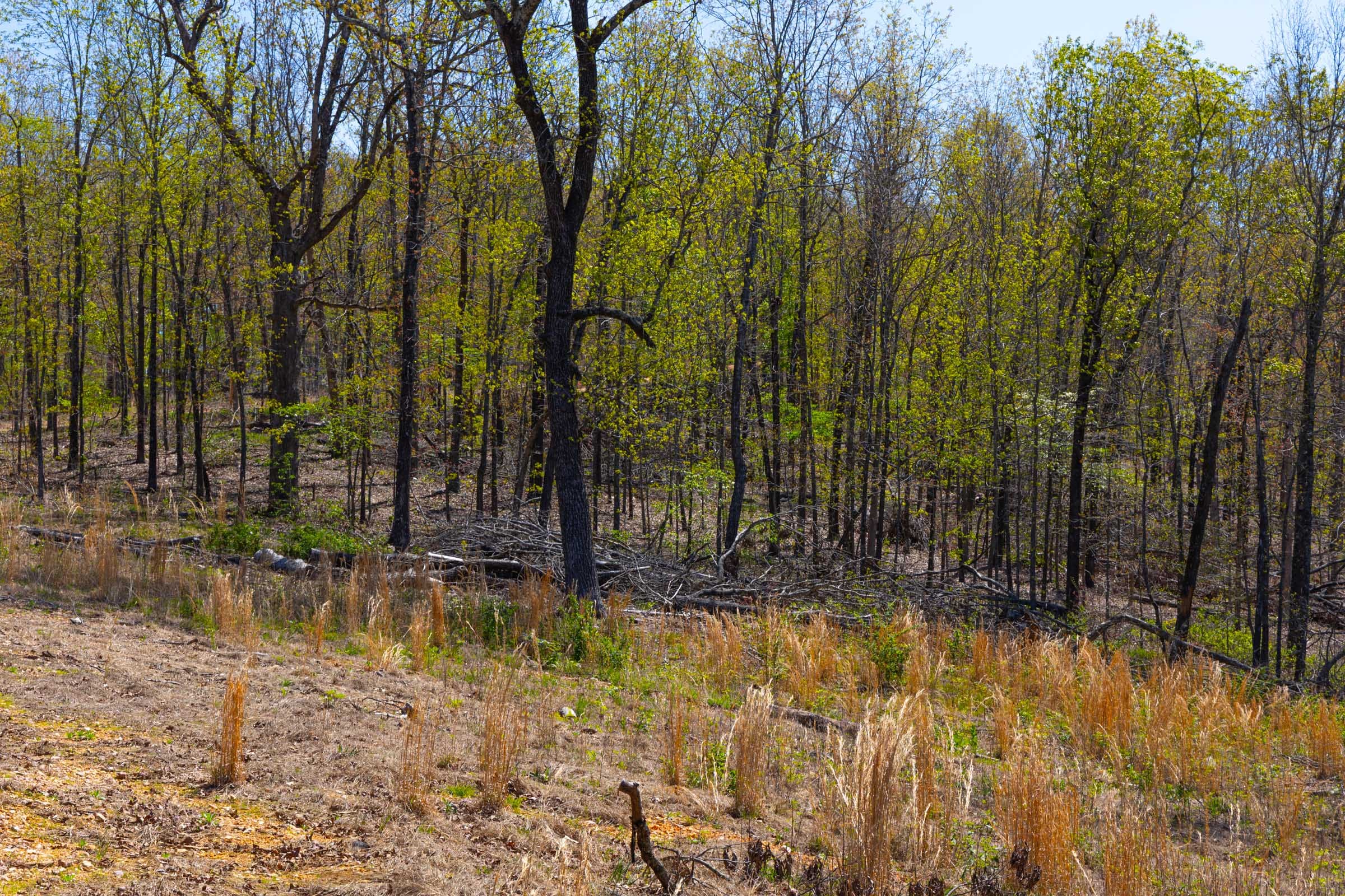 Lazybrook Tract 4 photo 8