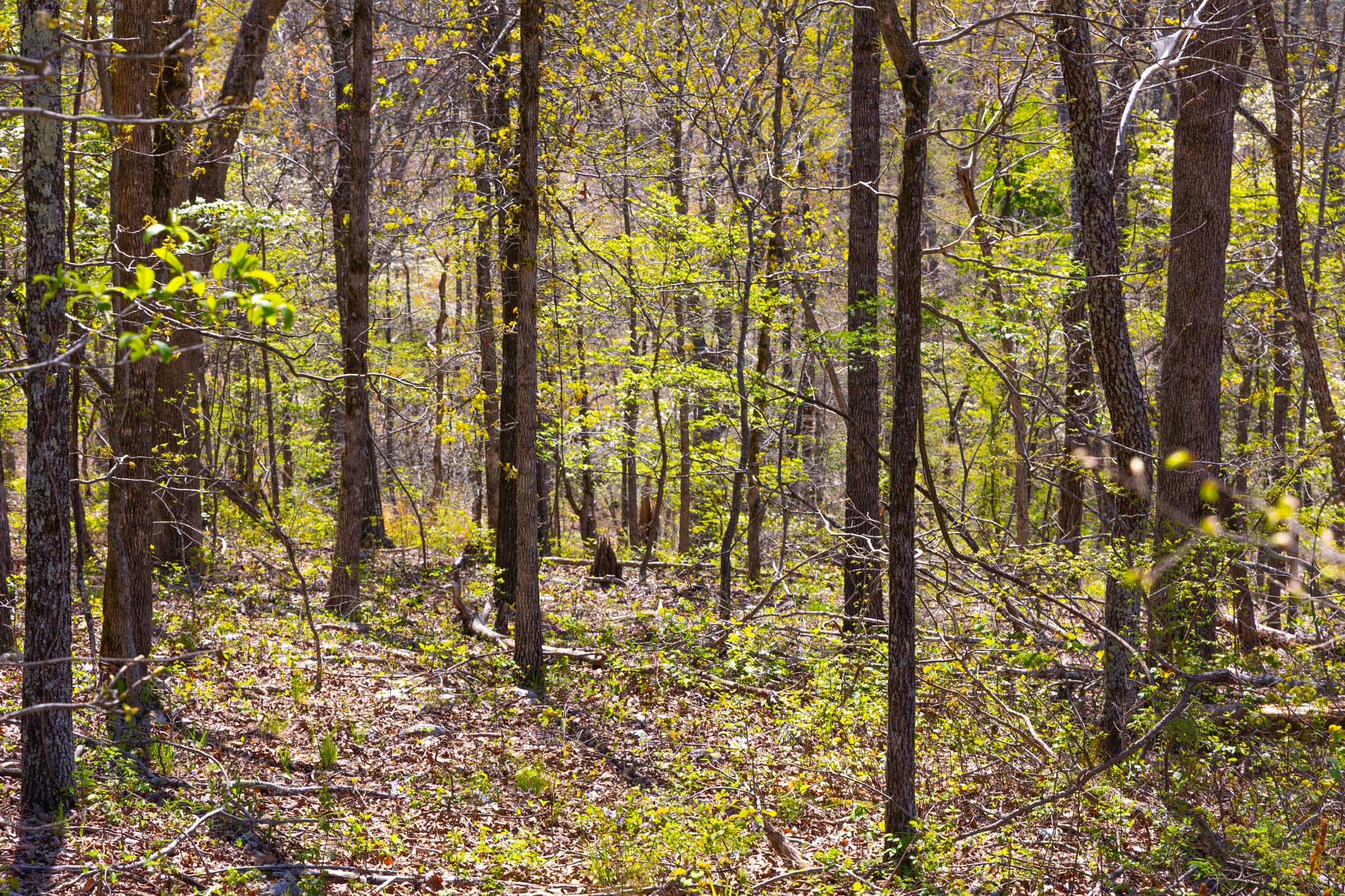 Lazybrook Tract 4 photo 2