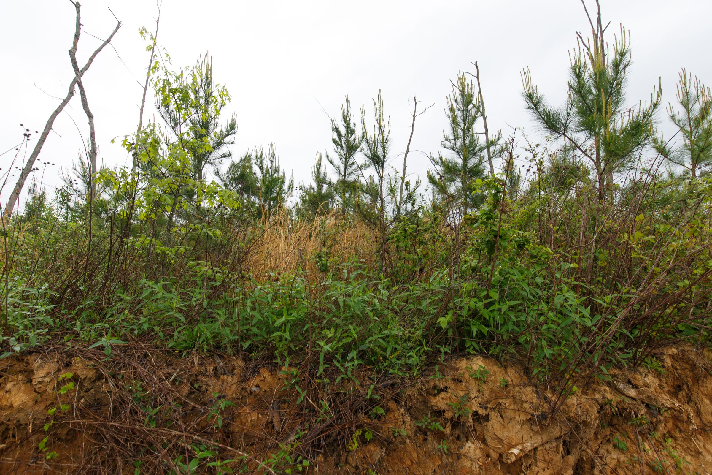 Red Barn Ranch Tract 18 photo 3