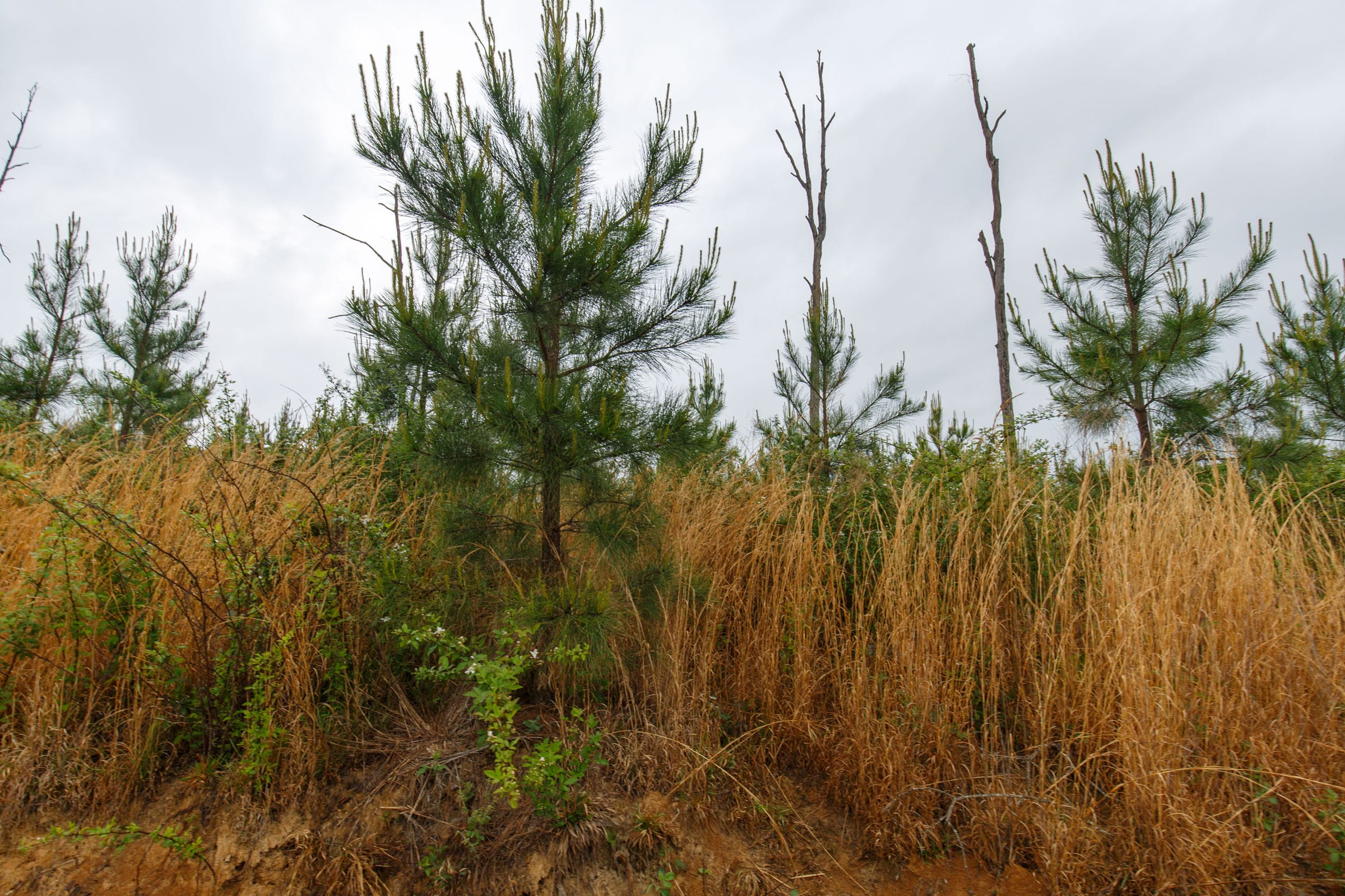 Red Barn Ranch Tract 18 photo 4
