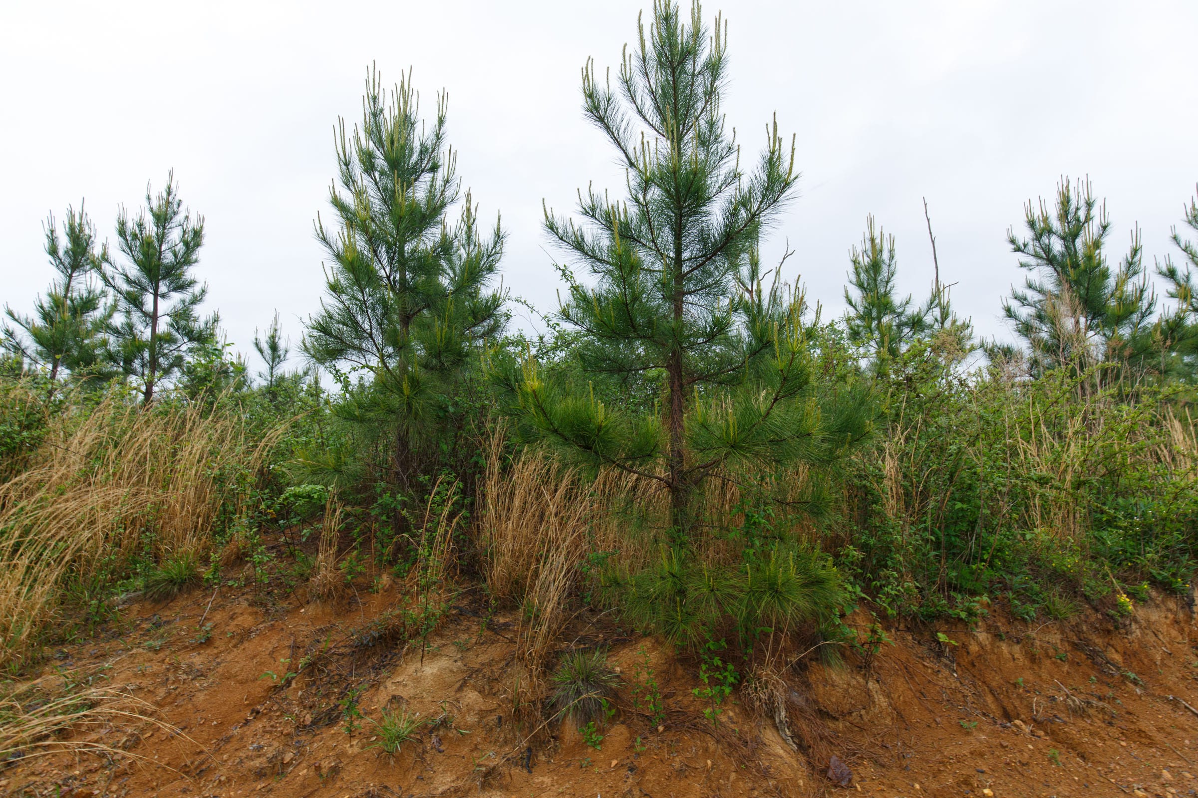 Red Barn Ranch Tract 18 photo 5