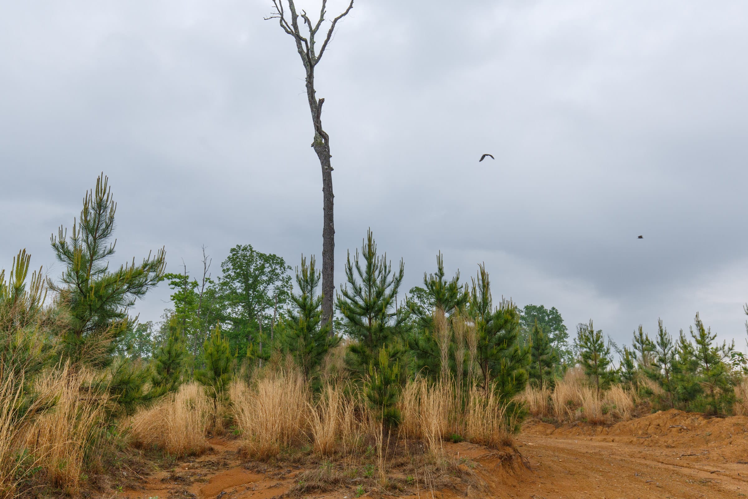 Red Barn Ranch Tract 18 photo 6
